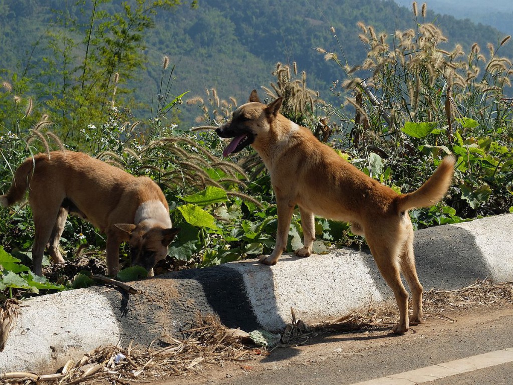 Thailands-Hunde-14