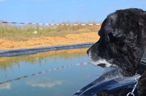 Ricos "eigener" Teich im neuen Tierheim Koblenz
